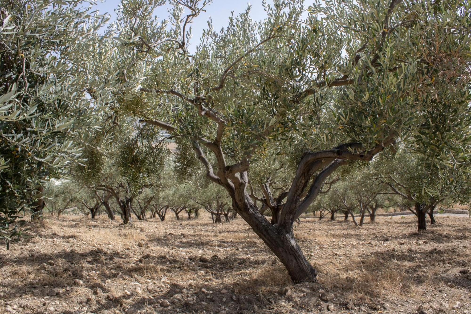 Agriturismo Bellajo - Ville Rustiche Con Piscina Agrigento Zewnętrze zdjęcie